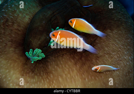 Tre rosa, anemonefish Amphiprion perideraion, condividono lo stesso host anemone, Pohnpei, Stati Federati di Micronesia Foto Stock