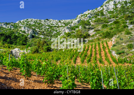 Vigneti, costa meridionale di Hvar, Croazia Foto Stock