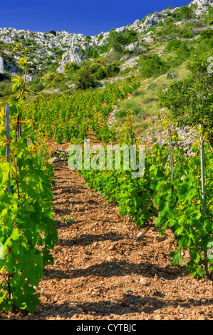 Vigneti, costa meridionale di Hvar, Croazia Foto Stock