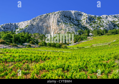 Vigneti, costa meridionale di Hvar, Croazia Foto Stock