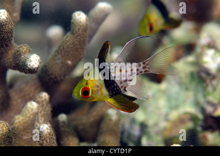 Pigiama cardinalfish, Sphaeramia nematoptera, Pohnpei, Stati Federati di Micronesia Foto Stock