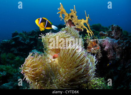 Arancio-alettato, anemonefish Amphiprion chrysopterus e rosa, anemonefish Amphiprion periderion, condividere un host anemone, Pohnpei Foto Stock