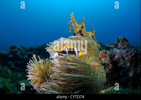 Arancio-alettato, anemonefish Amphiprion chrysopterus e rosa, anemonefish Amphiprion periderion, condividere un host anemone, Pohnpei Foto Stock