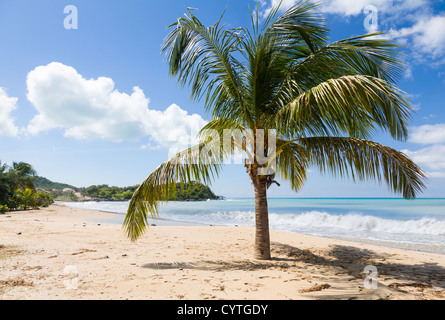 Spiaggia tropicale su Saint Martin / Saint Maarten, isola tropicale dei Caraibi: Promontorio al largo della baia di Friar con palme Foto Stock