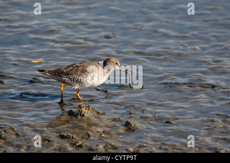 Redshank foraggio per il cibo in pozze di marea Foto Stock