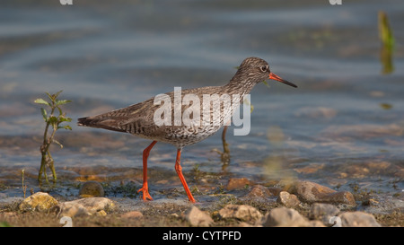 Redshank foraggio per il cibo in pozze di marea Foto Stock