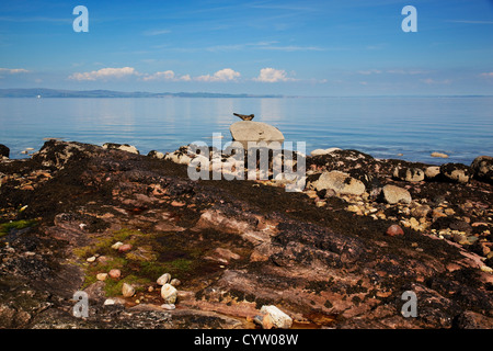 Una guarnizione di tenuta scolpito in legno è visualizzato su una roccia nei pressi di una spiaggia di Corrie, Isle of Arran, Scotland, Regno Unito Foto Stock