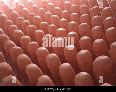 All'interno del piccolo intestino villi - 3d Illustrazione medica Foto Stock