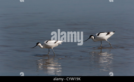 Avocette alimentazione Foto Stock
