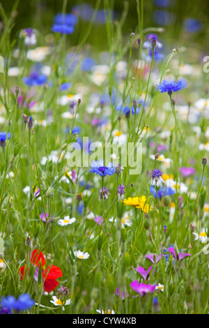 Papaveri, Fiordaliso e Oxeye Daisy in fiore selvatico prato, Worcestershire, England, Regno Unito Foto Stock