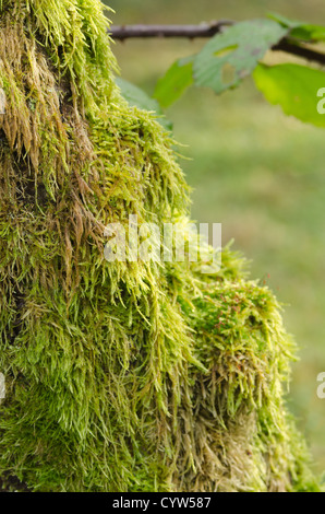 Eurhynchium praelongum moss colonizzazione sul decadimento apple morto tronco di albero in dimenticato Orchard Foto Stock