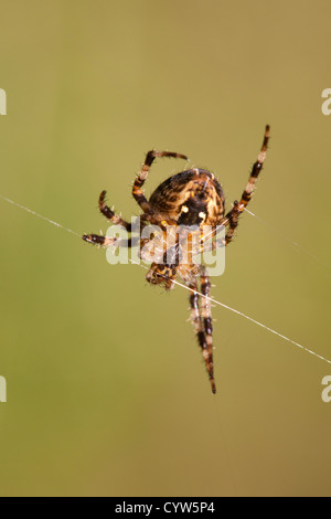Giardino Spider Araneus diadematus femmina adulta del lato inferiore sul web Foto Stock