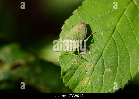 Comune di schermo verde Bug Palomena prasina a riposo su una foglia Foto Stock