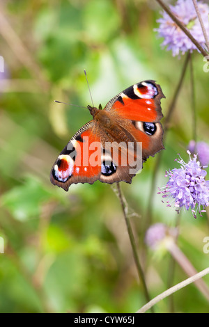 Peacock Inachis io adulto farfalla sulla Devilsbit Scabious Foto Stock