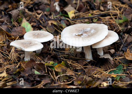 Offuscato imbuto (Agaric) Clitocybe nebularis funghi corpi fruttiferi in crescita in figliata di foglia Foto Stock