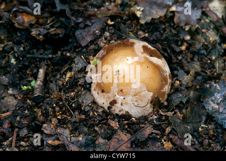 Stinkhorn Phullus impudicus funghi corpo fruttifero a 'egg' fase sta scoppiando dalla terra Foto Stock