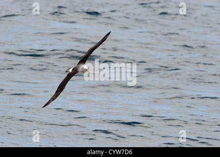 A testa grigia Mollymawk volando sopra l'acqua. Foto Stock