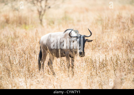 PARCO NAZIONALE DI TARANGIRE, Tanzania — Un gnu (noto anche come gnu) si trova nell'erba bruna del Parco nazionale di Tarangire, nel nord della Tanzania, non lontano dal cratere di Ngorongoro e dal Serengeti. Foto Stock