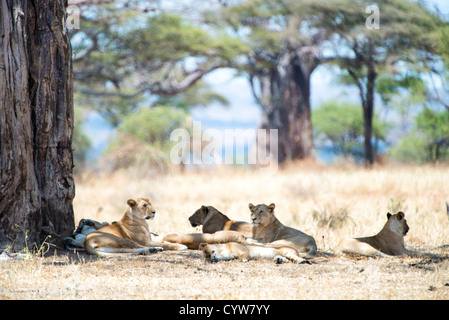 PARCO NAZIONALE DI TARANGIRE, Tanzania: Un orgoglio di leoni riposa all'ombra di un albero dal sole di mezzogiorno al Parco nazionale di Tarangire, nel nord della Tanzania, non lontano dal cratere di Ngorongoro e dal Serengeti. Foto Stock