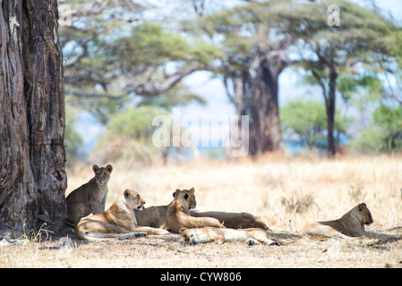 PARCO NAZIONALE DI TARANGIRE, Tanzania — riposando all'ombra di un albero, un orgoglio di diversi leoni sfugge al sole di mezzogiorno del Parco nazionale di Tarangire, nel nord della Tanzania, non lontano dal cratere di Ngorongoro e dal Serengeti. Foto Stock