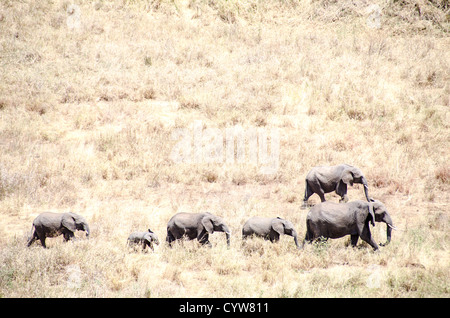 PARCO NAZIONALE DI TARANGIRE, Tanzania - Una mandria di elefanti attraversa un'area di erba nel Parco nazionale di Tarangire, nel nord della Tanzania, non lontano dal cratere di Ngorongoro e dal Serengeti. Il cratere di Ngorongoro, patrimonio dell'umanità dell'UNESCO, è una vasta caldera vulcanica nel nord della Tanzania. Creato 2-3 milioni di anni fa, misura circa 20 chilometri di diametro ed è sede di diversi animali selvatici, tra cui i "Big Five" animali da caccia. L'Area protetta di Ngorongoro, abitata dal popolo Maasai, contiene anche importanti siti archeologici come la Gola di Olduvai e Laetoli, che offrono approfondimenti su e Foto Stock
