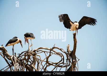 PARCO NAZIONALE DI TARANGIRE, Tanzania - le cicogne di Marabou riposano sulla cima di un albero del Parco nazionale di Tarangire, nel nord della Tanzania. Il parco si trova nel circuito safari settentrionale del paese, situato vicino ad altre rinomate aree faunistiche, tra cui il cratere di Ngorongoro e il Serengeti. Tarangire è conosciuta per le sue diverse specie di uccelli e per le grandi mandrie di elefanti. Le cicogne di Marabou sono tra i più grandi uccelli trovati in Africa e sono comunemente viste in tutte le savane dell'Africa orientale. Il parco copre circa 2.850 chilometri quadrati e funge da importante corridoio per la fauna selvatica della regione. Foto Stock