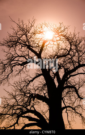 PARCO NAZIONALE DEL TARANGIRE, Tanzania: Sagoma di uno dei caratteristici alberi di baobab del Parco nazionale di Tarangire, nel nord della Tanzania, non lontano dal cratere di Ngorongoro e dal Serengeti. Foto Stock