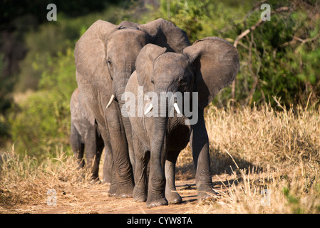 PARCO NAZIONALE DI TARANGIRE, Tanzania - Una famiglia di elefanti nel Parco nazionale di Tarangire, nel nord della Tanzania, non lontano dal cratere di Ngorongoro e dal Serengeti. Il cratere di Ngorongoro, patrimonio dell'umanità dell'UNESCO, è una vasta caldera vulcanica nel nord della Tanzania. Creato 2-3 milioni di anni fa, misura circa 20 chilometri di diametro ed è sede di diversi animali selvatici, tra cui i "Big Five" animali da caccia. L'area protetta di Ngorongoro, abitata dal popolo Maasai, contiene anche importanti siti archeologici come la Gola di Olduvai e Laetoli, che offrono approfondimenti sulla prima evoluzione umana. Foto Stock