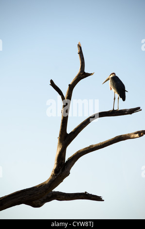 PARCO NAZIONALE DI TARANGIRE, Tanzania — Una cicogna di marabou solitaria si trova su un ramo di un albero nel Parco nazionale di Tarangire. La cicogna di marabou è tra gli uccelli più grandi dell'Africa e si trova comunemente in tutta l'Africa sub-sahariana, compresi i parchi nazionali della Tanzania. Il Parco Nazionale di Tarangire, situato nel nord della Tanzania, è noto per la sua variegata fauna selvatica e per le grandi popolazioni di elefanti. Il parco copre circa 2.850 chilometri quadrati e fa parte del più grande ecosistema Tarangire-Manyara. Le cicogne di Marabou sono uccelli che in genere si nutrono di carogne e sono spesso viste vicino ad altri animali selvatici. Foto Stock