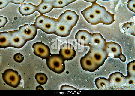 Leopard cetriolo marittimo, Bohadschia argus, Dettaglio pelle, Pohnpei, Stati Federati di Micronesia Foto Stock
