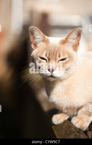 Burmilla femmina Cat Foto Stock