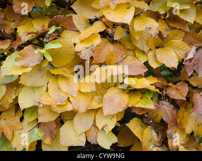 Close up in rame per una siepe di faggio che mostra bellissimi colori autunnali Foto Stock