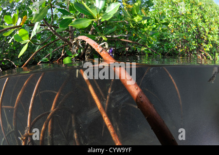 Radici di mangrovia, Rhizophora sp., Pohnpei, Stati Federati di Micronesia Foto Stock