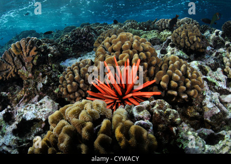 Matita rossa dei ricci di mare, Heterocentrotus mammillatus, Molokini cratere, Maui, Hawaii, STATI UNITI D'AMERICA Foto Stock