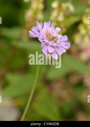 Piccolo Scabious, Scabiosa colombari Foto Stock