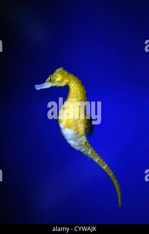 Cavalluccio marino rivestito in cattività, Hippocampus erectus, Hawaii, STATI UNITI D'AMERICA Foto Stock