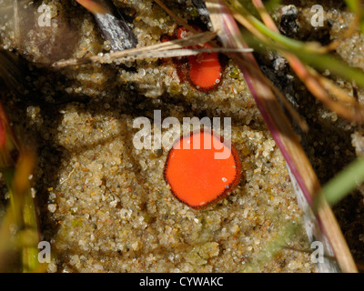 Coppa di ciglia o Scarlet Elf tappo fungo, Scutellinia scutellata Foto Stock