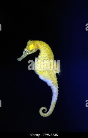 I cavallucci marini in cattività, Hippocampus erectus, Hawaii, STATI UNITI D'AMERICA Foto Stock