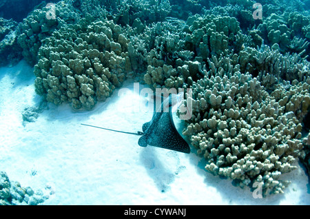 Raggio di aquila chiazzato, Aetobatus narinari, nel reef tropicali a Honaunau parco archeologico, Big Island, Hawaii, STATI UNITI D'AMERICA Foto Stock