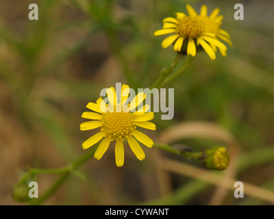 A stretta lasciava in erba tossica, Senecio inaequidens Foto Stock