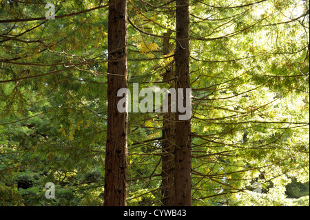 Grande tela di ragno in Alto tra la zona costiera di alberi di sequoia Foto Stock