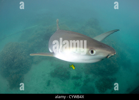 Giovani squalo tigre, Galeocerdo cuvier, accompagnato da carango, Gnathanodon speciosus, Kaneohe, Hawaii, STATI UNITI D'AMERICA Foto Stock