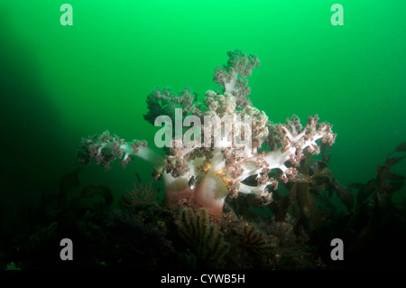 Rosso corallo morbido, Dendronephthea sp., Bitagane, Atami, Penisola di Izu, Giappone Foto Stock