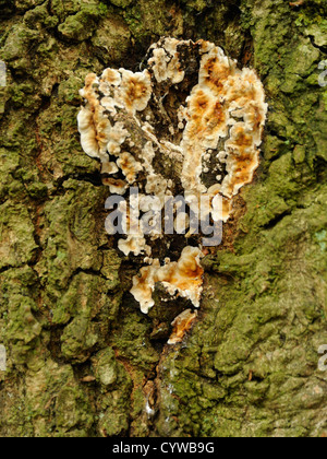 Spurgo crosta di quercia fungo Stereum gausapatum Foto Stock