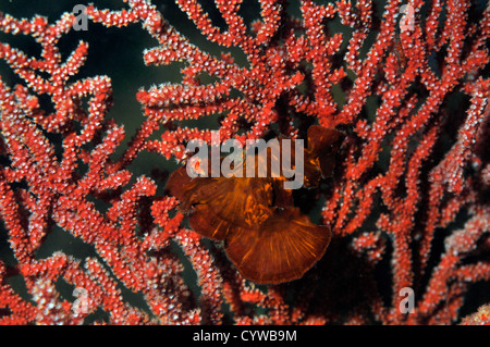 Ventilatore di mare, Melithaea flabellifera, Chinsen, Atami, Penisola di Izu, Giappone Foto Stock