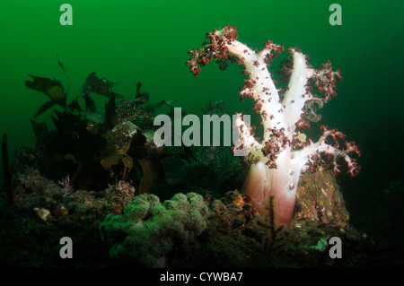Rosso corallo morbido, Dendronephthea sp., Bitagane, Atami, Penisola di Izu, Giappone Foto Stock