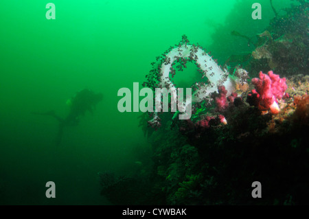 Rosso corallo morbido, Dendronephthea sp., e subacqueo, Bitagane, Atami, Penisola di Izu, Giappone Foto Stock