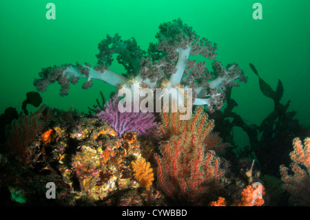 Morbido e coralli ventola, Dendronephthea sp., Bitagane, Atami, Penisola di Izu, Giappone Foto Stock