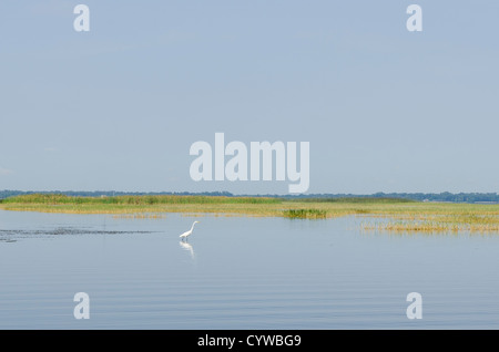 Airone bianco maggiore caccia in erba canneti in Everglades National Park, sito Patrimonio Mondiale dell'UNESCO, Florida. Foto Stock