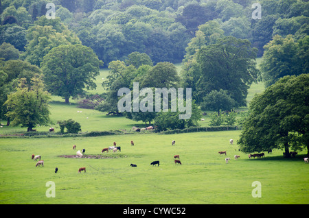 BEAUMARIS, Galles: Lussureggianti pascoli verdi si estendono attraverso la campagna vicino alla storica città di Beaumaris sull'isola di Anglesey. I campi verdeggianti riflettono il paesaggio agricolo che caratterizza gran parte del Galles del Nord, dove l'agricoltura è stata al centro dell'economia locale per generazioni. Beaumaris, situata sulla costa orientale di Anglesey, è conosciuta per il suo castello del XIII secolo e la sua posizione lungo lo stretto di Menai. L'isola di Anglesey, separata dal Galles continentale dallo stretto di Menai, rimane un'importante regione agricola. Queste terre pastorali rappresentano l'agricoltura tradizionale Foto Stock